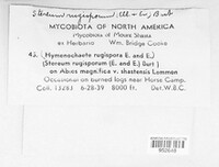 Hymenochaete rugispora image